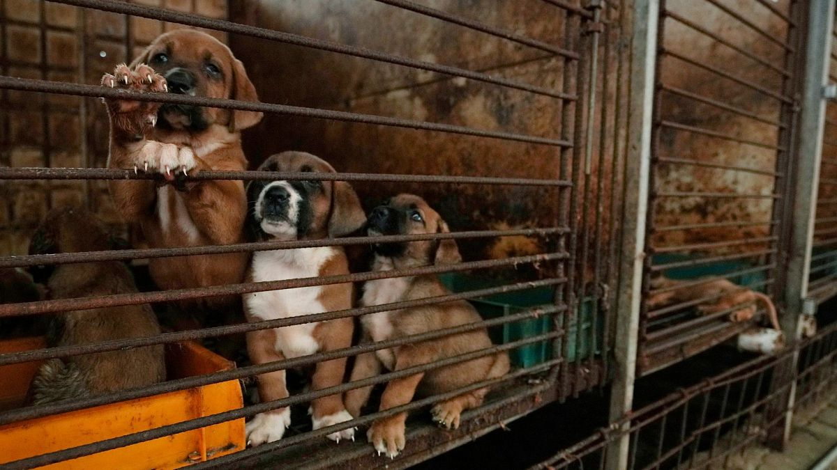 Historic win for animals