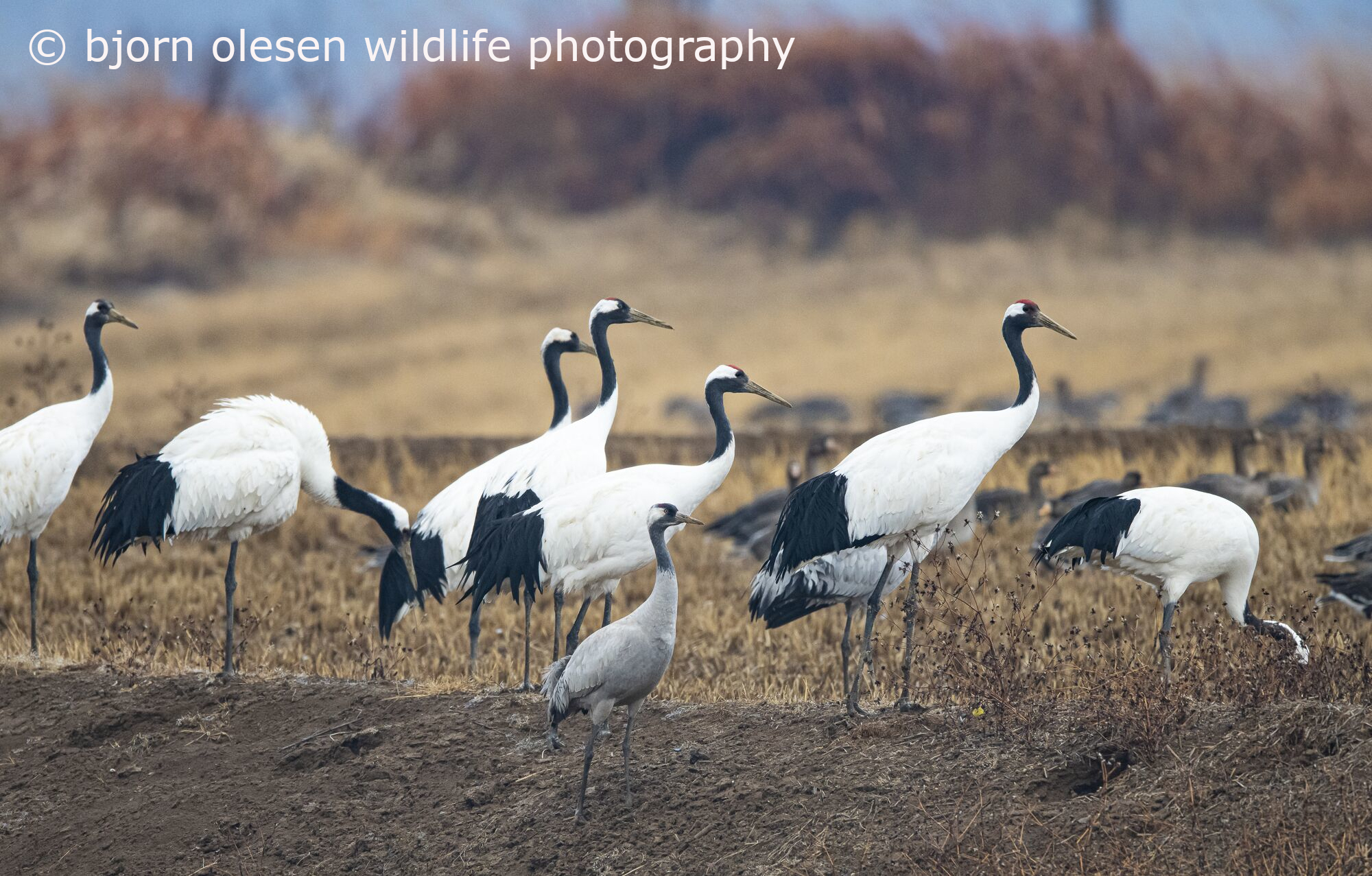 South Korea Conservation Photography Tour - December, 201