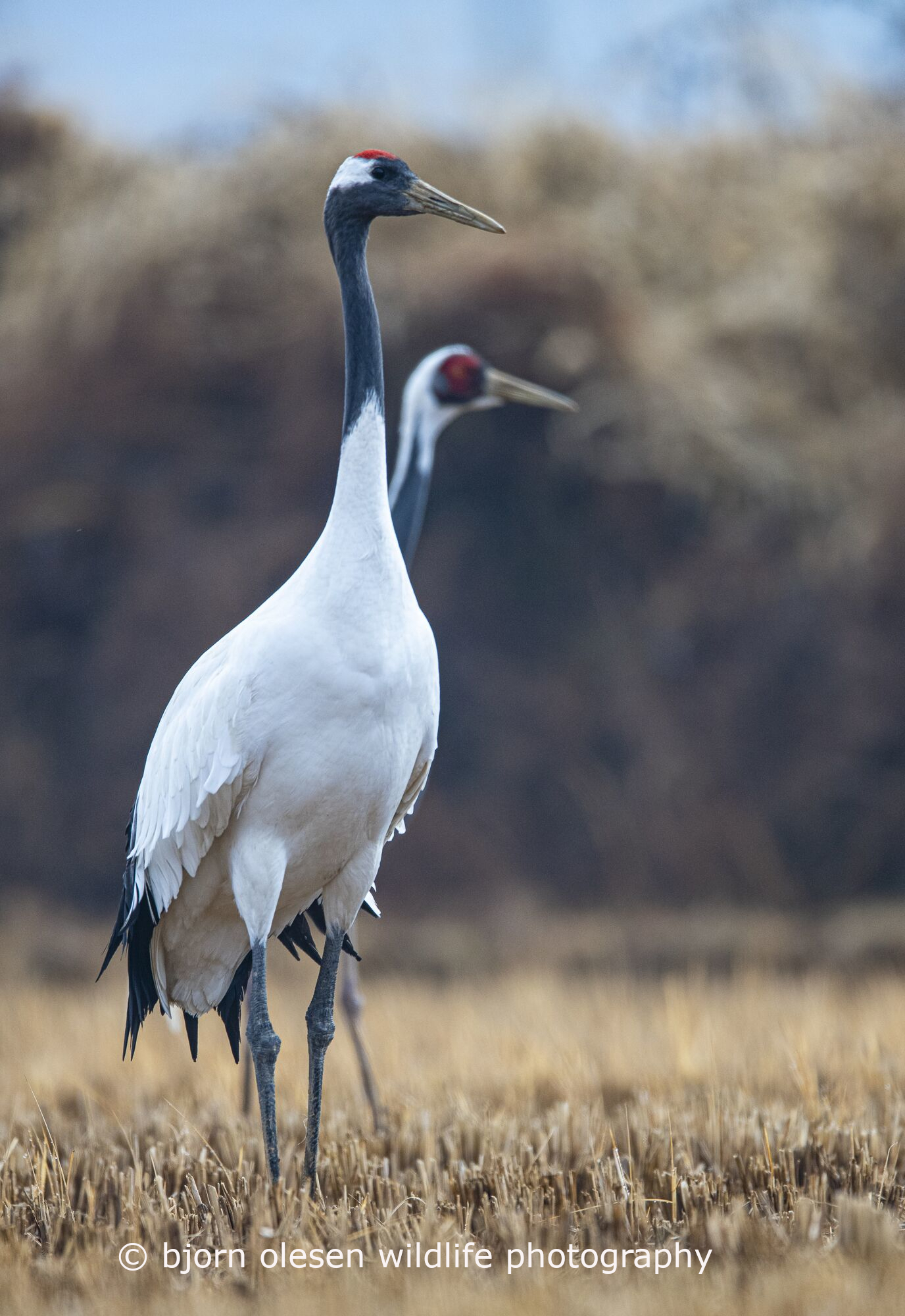 South Korea Conservation Photography Tour - December, 201